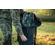 Bushnell Carry Bag: Picture 3 thumbnail