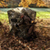 Bushnell Double Bull Blind: Picture 8 thumbnail