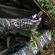 Bushnell Soft Bow Case: Picture 8 thumbnail