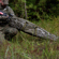 Bushnell Scoped Rifle Case, Mossy Oak Bo...: Picture 5 thumbnail