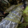 Bushnell Shotgun Case: Picture 8 thumbnail