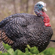 Bushnell Lil Gobbstopper: Picture 2 thumbnail