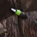 Bushnell Mewie Grande: Picture 8 thumbnail