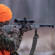 Bushnell Prime Riflescope: Picture 7 thumbnail