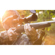 Bushnell Prime Riflescope: Picture 8 thumbnail
