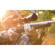 Bushnell Prime Riflescope: Picture 6 thumbnail