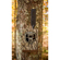 Browning Pro Scout Max HD AI: Picture 7 thumbnail