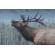 Canon RF 200-800mm f/6.3-9: Picture 12 thumbnail