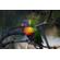Canon RF 200-800mm f/6.3-9: Picture 13 thumbnail