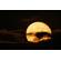 Canon RF 200-800mm f/6.3-9: Picture 14 thumbnail