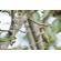Canon RF 200-800mm f/6.3-9: Picture 8 thumbnail