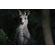 Canon RF 200-800mm f/6.3-9: Picture 9 thumbnail