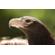 Canon RF 200-800mm f/6.3-9: Picture 10 thumbnail