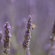 Canon 70-200mm f/2.8 L IS USM Z: Picture 12 thumbnail