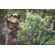 Cotton Carrier SKOUT Harness: Picture 5 thumbnail