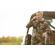Cotton Carrier SKOUT Harness: Picture 16 thumbnail