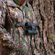 Cotton Carrier SKOUT G2 Harness: Picture 3 thumbnail