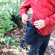 Cotton Carrier Lens Bucket: Picture 6 thumbnail