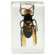Celestron Bug Specimen Kit #2: Picture 5 thumbnail