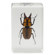 Celestron Bug Specimen Kit #3: Picture 5 thumbnail
