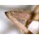 Celestron Digital Imager: Picture 4 thumbnail