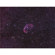 Celestron Nightscape CCD Camera: Picture 3 thumbnail