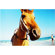 Lomography La Sardina: Picture 10 thumbnail