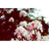 Lomography Achromat 64mm f/2.9: Picture 10 thumbnail