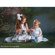 Denny Manufacturing 8x8' Water Flowers Freedom Cloth Backdrop: Picture 4 thumbnail