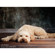 Denny Manufacturing 5x5' Brown Wooden Planks Roll Up Floor Background: Picture 3 thumbnail