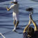 DJI RS 4 Mini: Picture 4 thumbnail