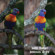 Rogue ExpoImaging Rogue Safari DSLR Pop-Up Fla...: Picture 9 thumbnail