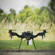 Freefly Flux L1: Picture 2 thumbnail