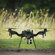 Freefly Flux O1: Picture 2 thumbnail