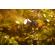Godox KNOWLED MG: Picture 24 thumbnail