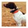 Garmin DC 30 GPS Dog Tracking Transmitter Collar for Use with the Astro 220: Picture 1 thumbnail