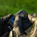 GoPro Replacement Lens Kit: Picture 7 thumbnail