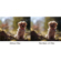 undefined undefined: Picture 1 regular