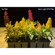 Hoya Grow Light HPS Filter Kit: Picture 3 thumbnail