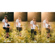 NiSi Black Mist Kit with 1/4, 1/8 Filter...: Picture 7 thumbnail