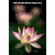 NiSi 250mm f/5.6 Reflex Mirrorless Lens: Picture 2 thumbnail