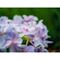 Tilta Macro Lens: Picture 5 thumbnail