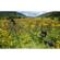 iFootage S1A3 Bundle B2 Wireless Motion ...: Picture 4 thumbnail