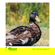 Harman Phoenix 200: Picture 11 thumbnail