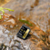 Lexar GOLD Professional 1800x: Picture 12 thumbnail