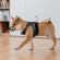 Insta360 Pet Strap Mount for GO 2 Camera: Picture 4 thumbnail