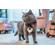 Insta360 Go 2: Picture 23 thumbnail