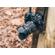 OM SYSTEM 12-40mm f/2.8 Pro II: Picture 12 thumbnail