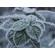 OM SYSTEM 90mm f/3.5: Picture 37 thumbnail