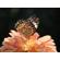 OM SYSTEM 90mm f/3.5: Picture 40 thumbnail